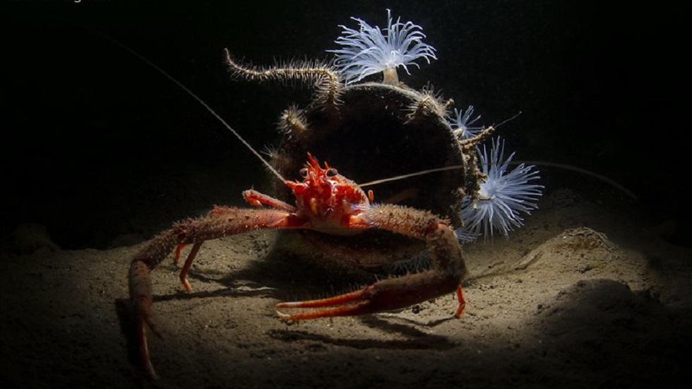 Las imágenes ganadoras del concurso de fotografía submarina 2019 - macro-de-aguas-britanicas