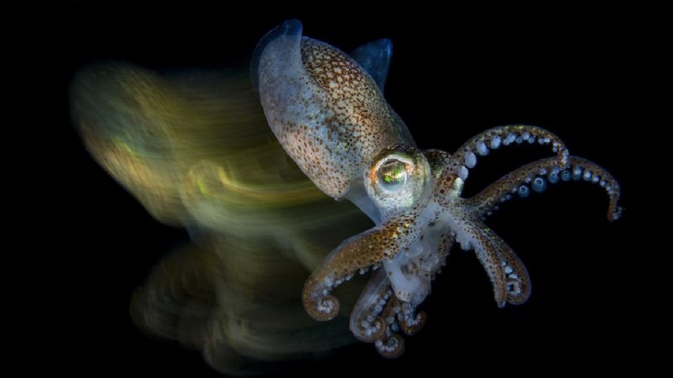 Las imágenes ganadoras del concurso de fotografía submarina 2019 - macro