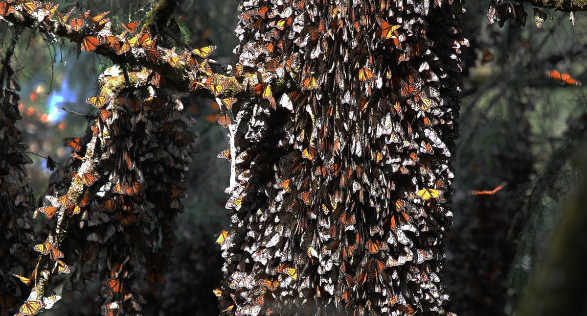 Descubren nueva colonia de mariposa monarca en el Xinantécatl - mariposas-monarca-agrupadas-en-bosque