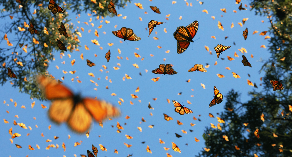 Insectos se extinguen a un ritmo de 2.5 por ciento