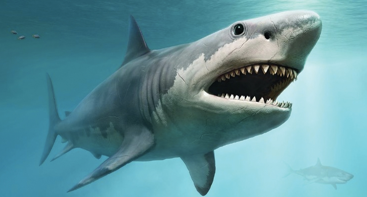 Megalodón se extinguió antes de lo que se creía Megalodón se extinguió antes de lo que se creía