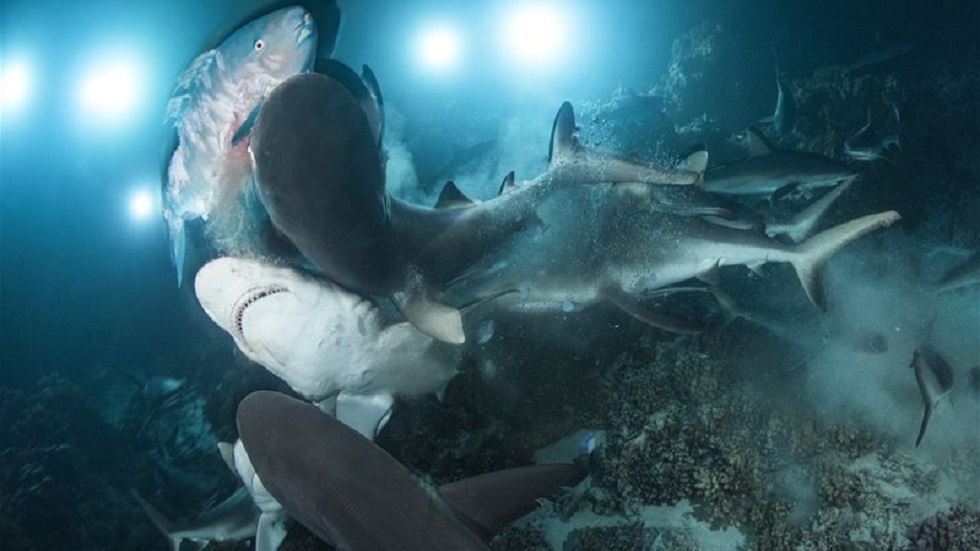 Las imágenes ganadoras del concurso de fotografía submarina 2019 - mejor-fotografia-subacuatica