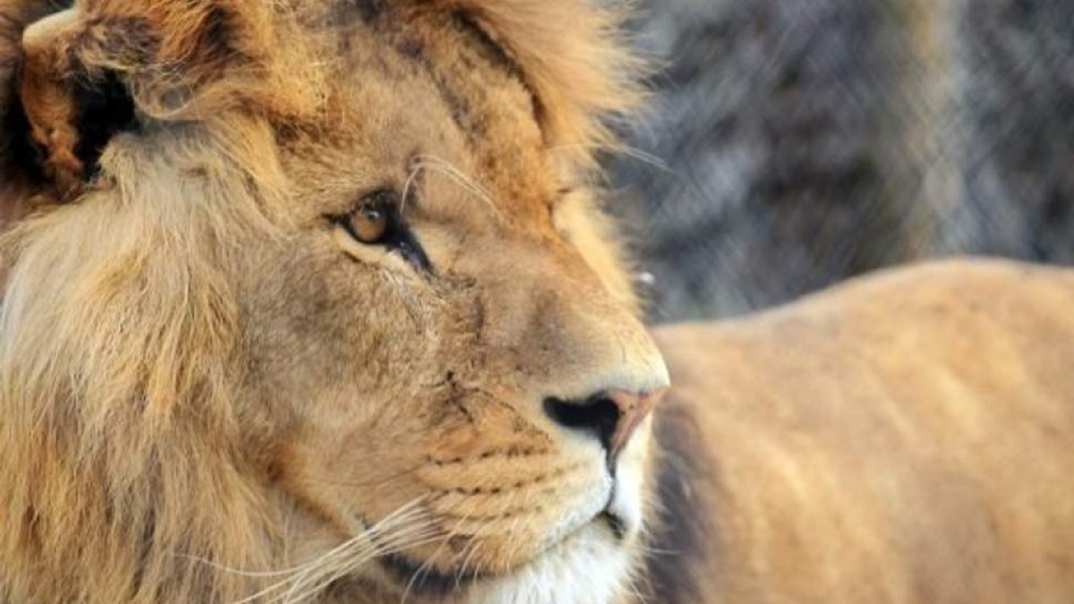 León asesinado por su manada en zoológico del Reino Unido