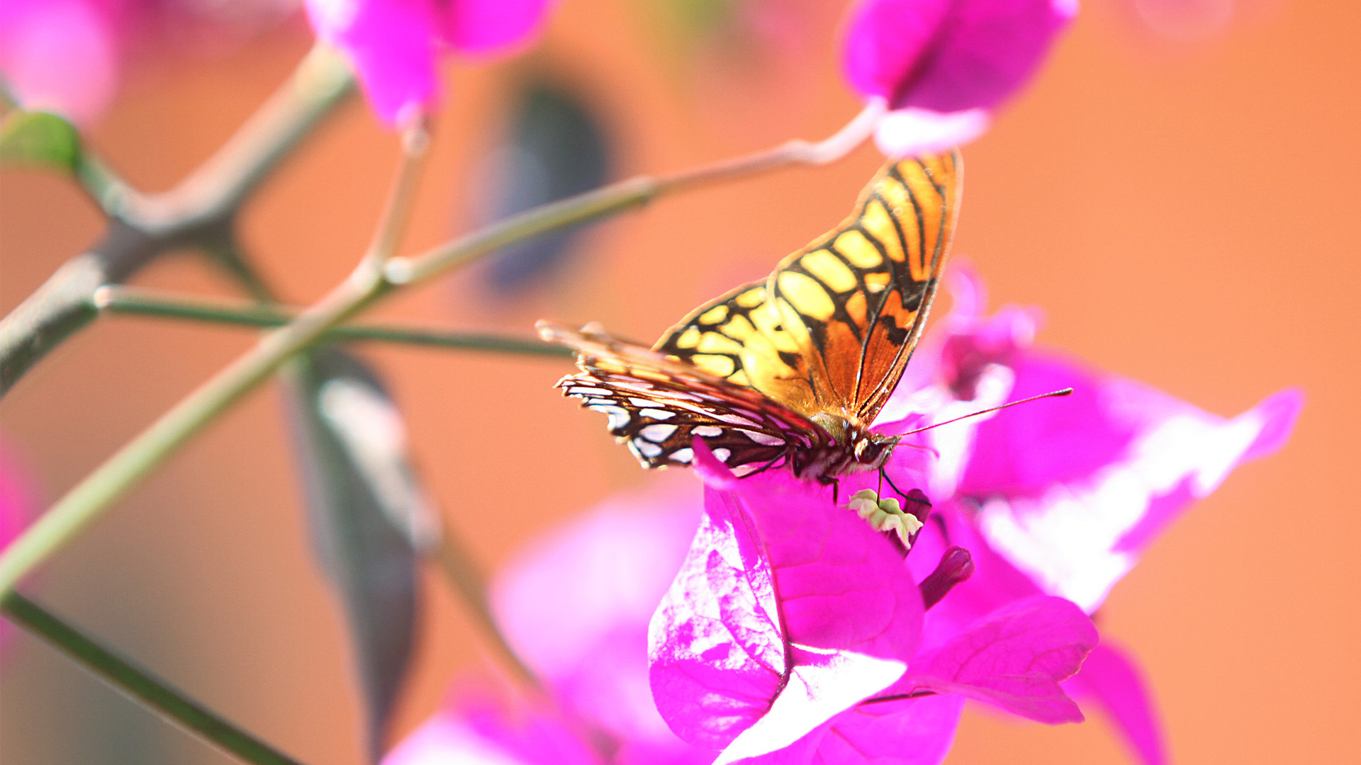 Descubren nueva colonia de mariposa monarca en el Xinantécatl