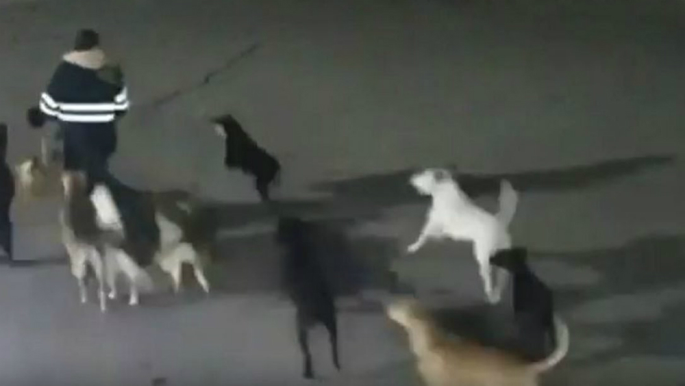 Muerte de mujer en Tecámac fue por ataque de perros