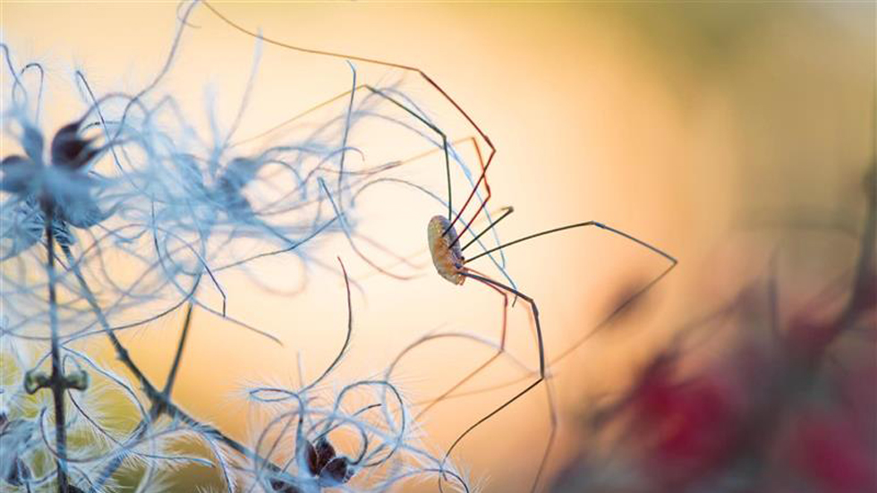 Insectos se extinguen a un ritmo de 2.5 por ciento - murgano