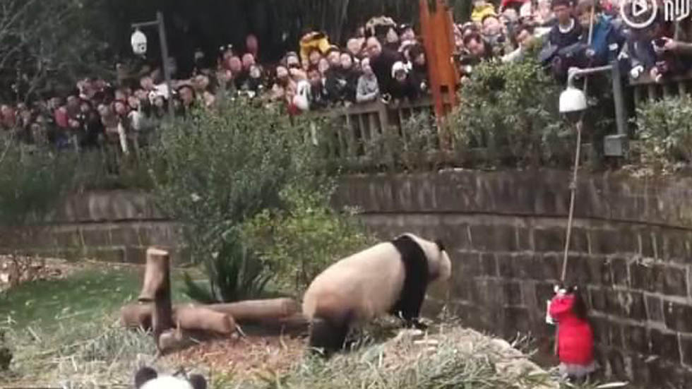 #Video Niña cae a hábitat de pandas en China