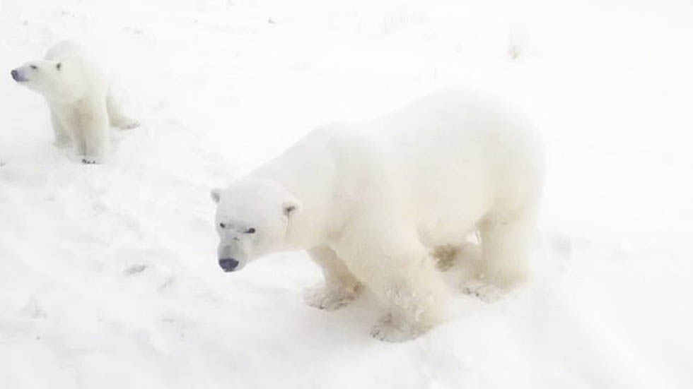 #Video Declaran emergencia en Rusia por invasión de osos - osos-polares-en-zona-urbana-de-novoya