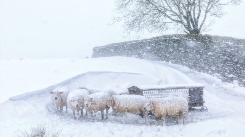 Premian las mejores fotografías 'al aire libre' - ovejas