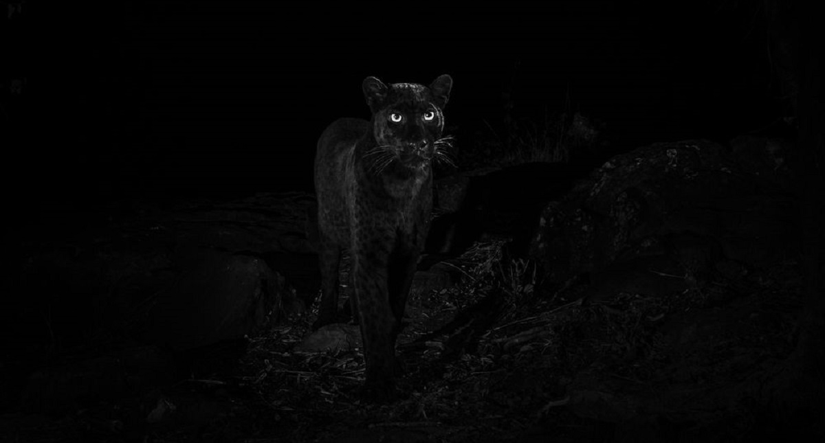 Fotografían por primera vez a leopardo con melanismo - pantera-negra-1