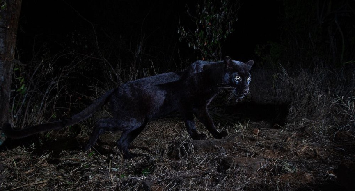 Fotografían por primera vez a leopardo con melanismo - pantera-negra-2
