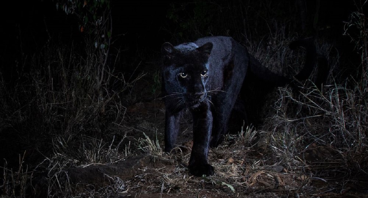 Fotografían por primera vez a leopardo con melanismo