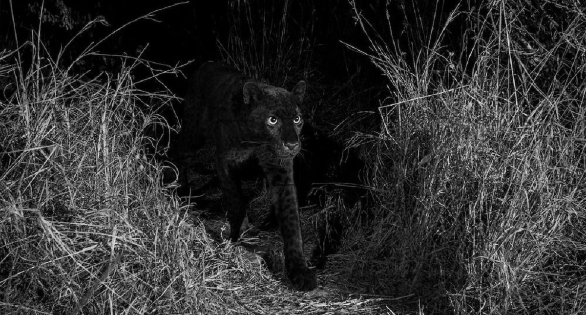 Fotografían por primera vez a leopardo con melanismo - pantera-negra