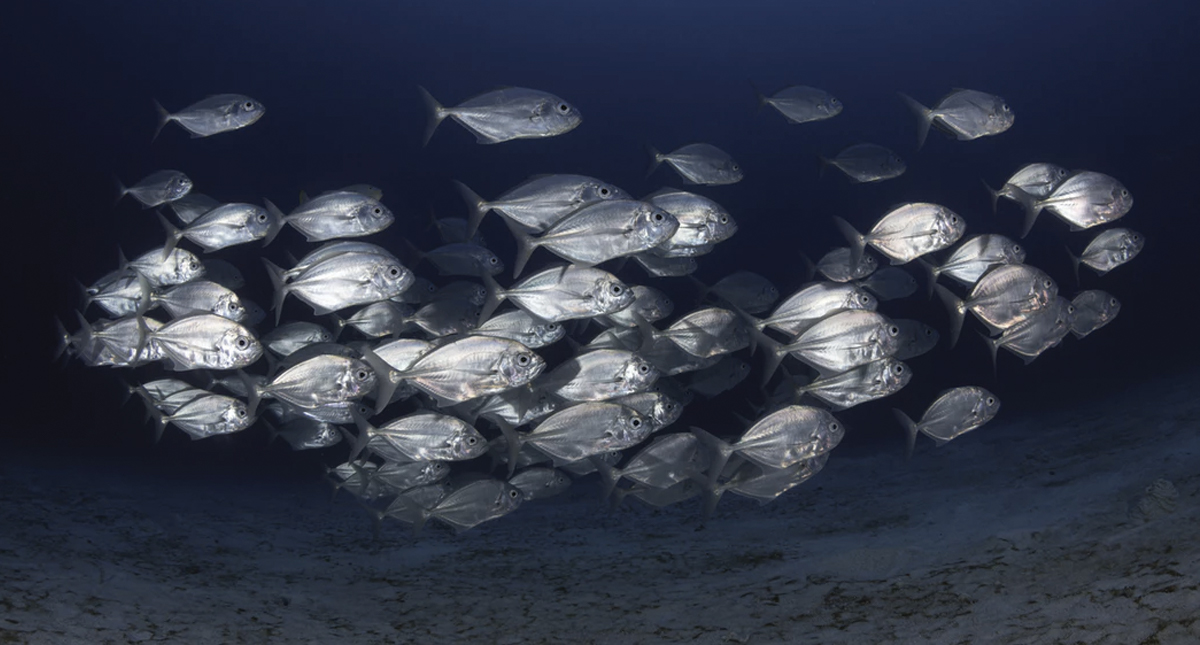 Calentamiento de mares provoca disminución de población de peces