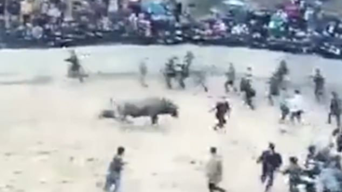 #Video Toro “ebrio” mata a su dueño en festival en China