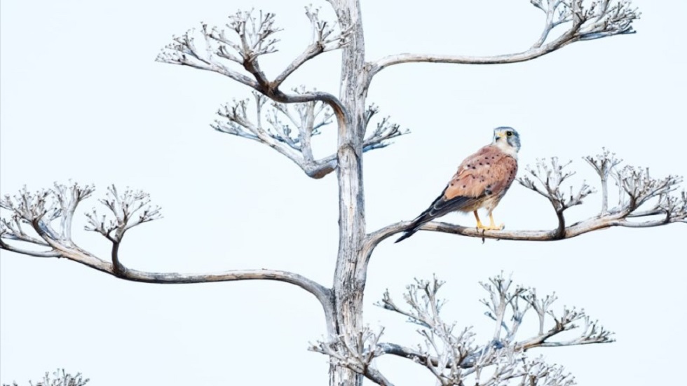 Premian las mejores fotografías 'al aire libre' - perspectiva-de-la-vida-silvestre