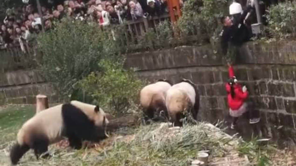 #Video Niña cae a hábitat de pandas en China - rescate-de-nina
