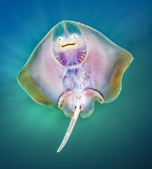 Las imágenes ganadoras del concurso de fotografía submarina 2019 - retrato