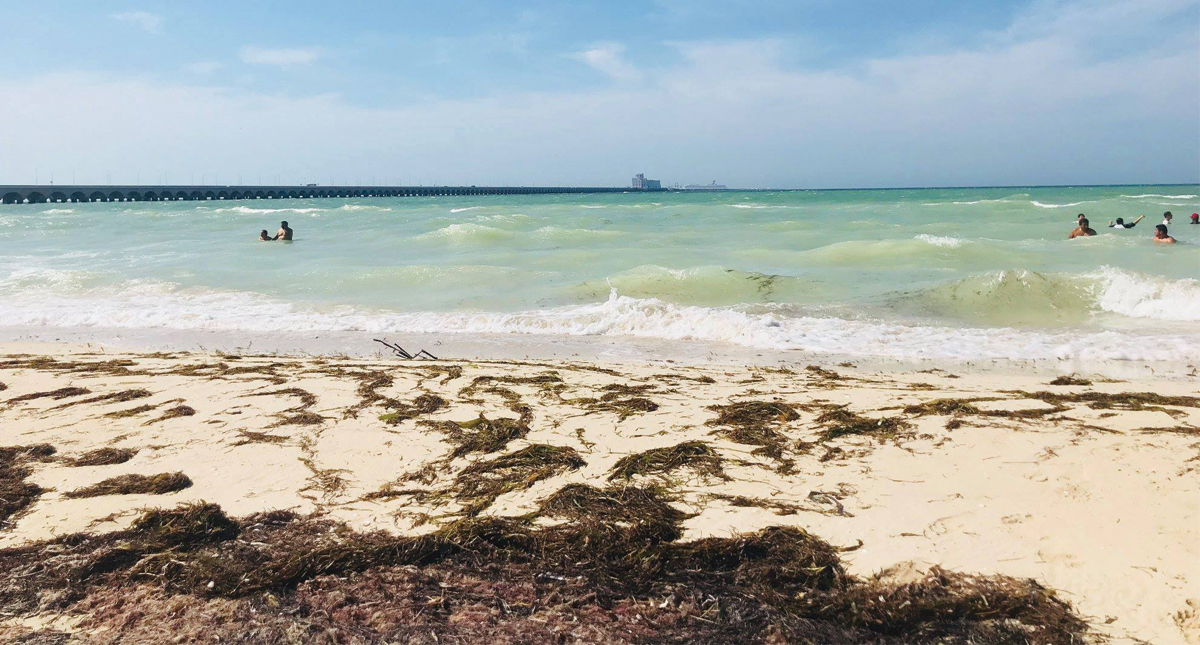 Preparan estrategia para combatir presencia de sargazo en playas mexicanas