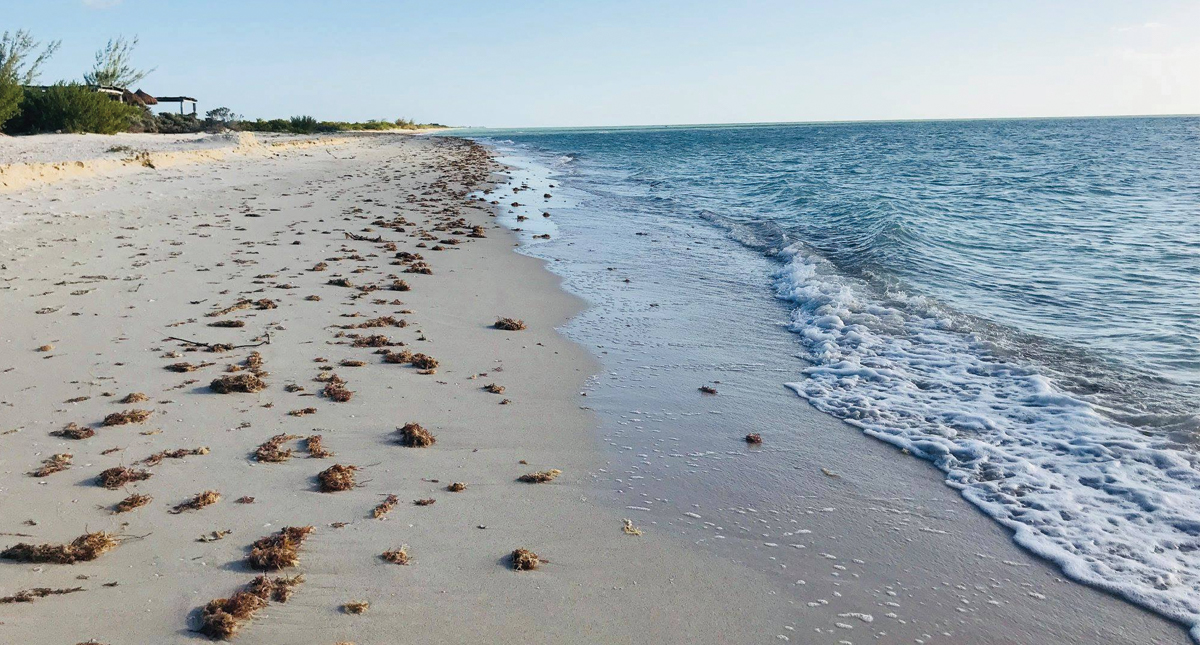 Preparan estrategia para combatir presencia de sargazo en playas mexicanas - sargazo