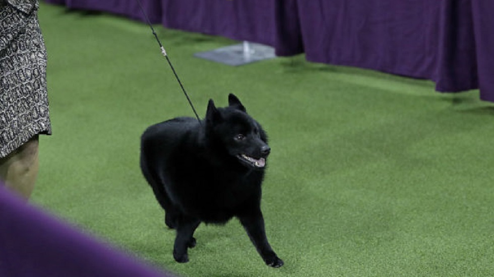Fox Terrier gana concurso de perros de Westminster - schipperke-colton