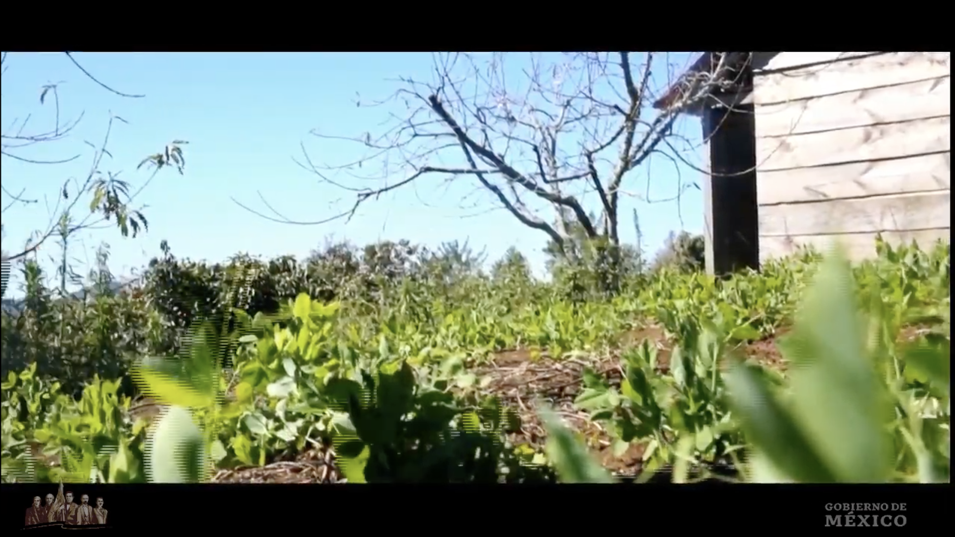 López Obrador presenta programa ‘Sembrando Vida’ desde Córdoba, Veracruz