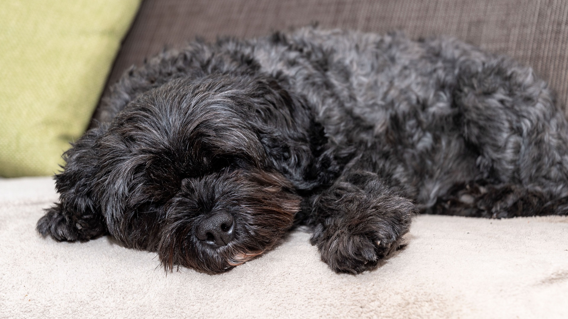 Perro se convierte en héroe tras despertar del coma a su dueño - teddy