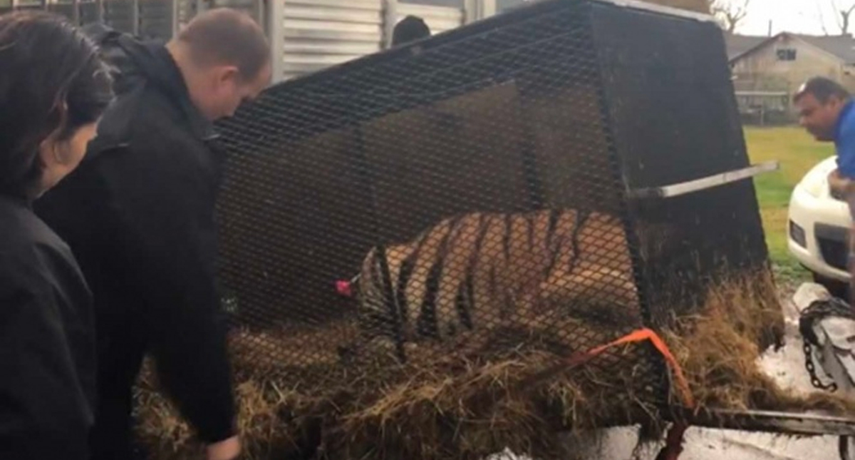 Entra a casa abandonada para fumar mariguana y encuentra un tigre