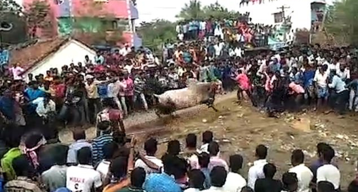 #Video Toro embiste a multitud durante celebración religiosa en India