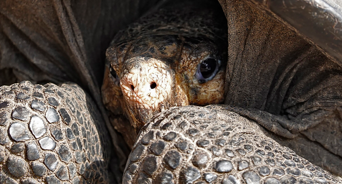 Hallan tortuga de Galápagos que se creía extinta hace más de 100 años