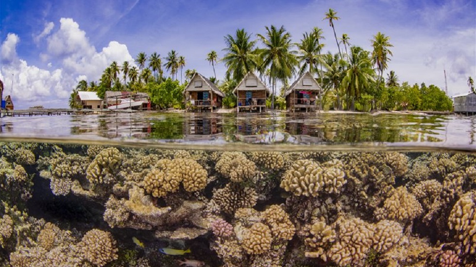 Las imágenes ganadoras del concurso de fotografía submarina 2019 - upcoming