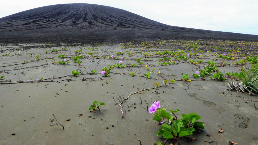 Isla surgida en 2015 es visitada por primera vez por la NASA - vegetacion