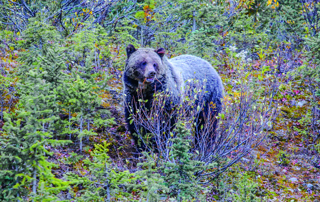 ¿Qué hacer en Alberta, Canadá, durante 48 horas? - 48-horas-alberta-foto-por-santiago-rodriguez-3