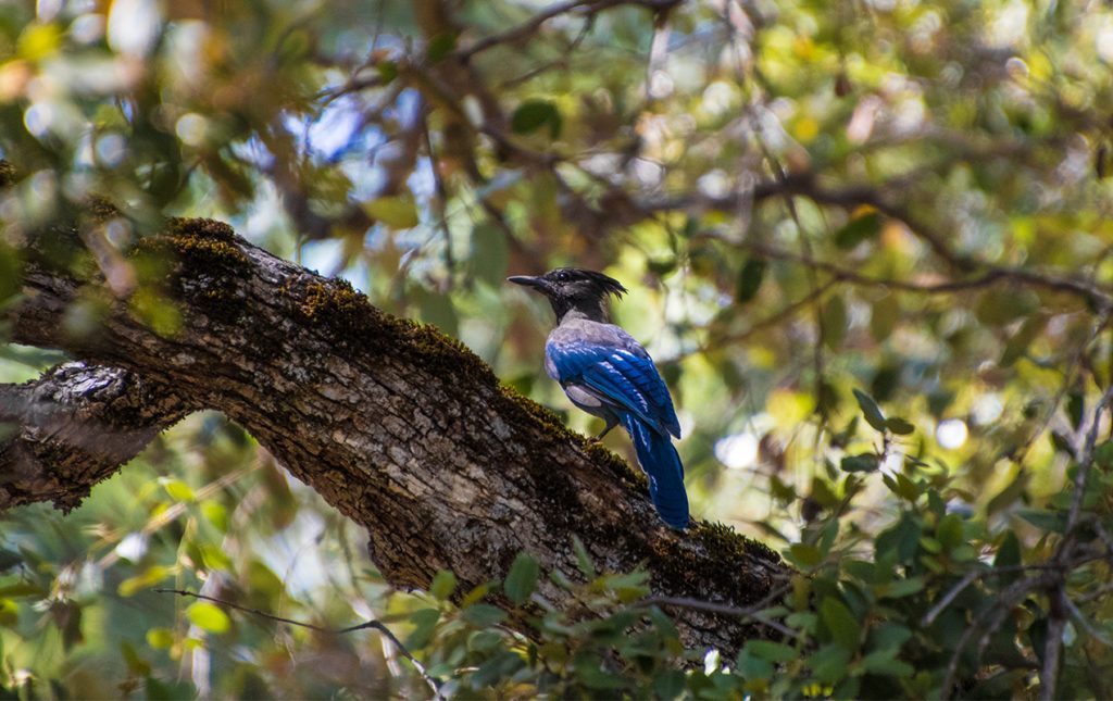 San Diego a la redonda; contrastes del sur de California - animales