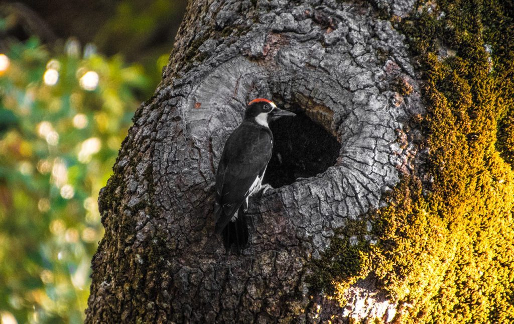 San Diego a la redonda; contrastes del sur de California - animales2