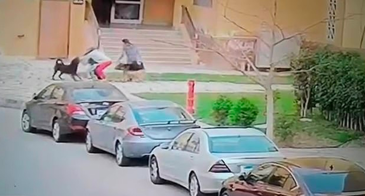 #Video Perros atacan brutalmente a niño hasta que una mujer lo salva