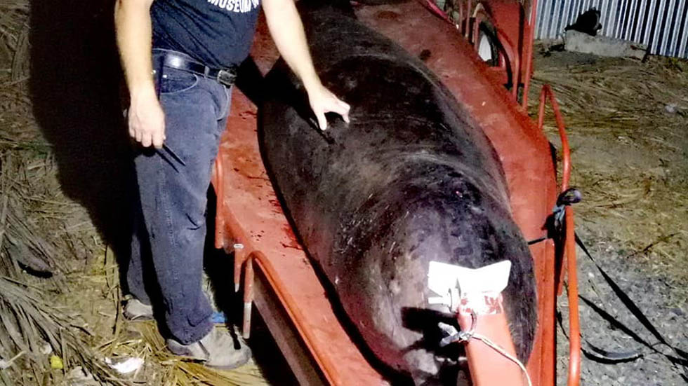 Ballenato muere de hambre con 40 kilos de plástico en el estómago - ballenato