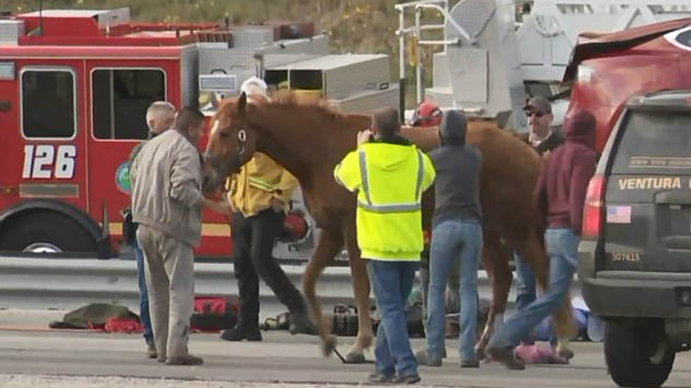 #Video Niebla provoca carambola con más de 30 heridos en California - caballo-rescatado-de-remolque
