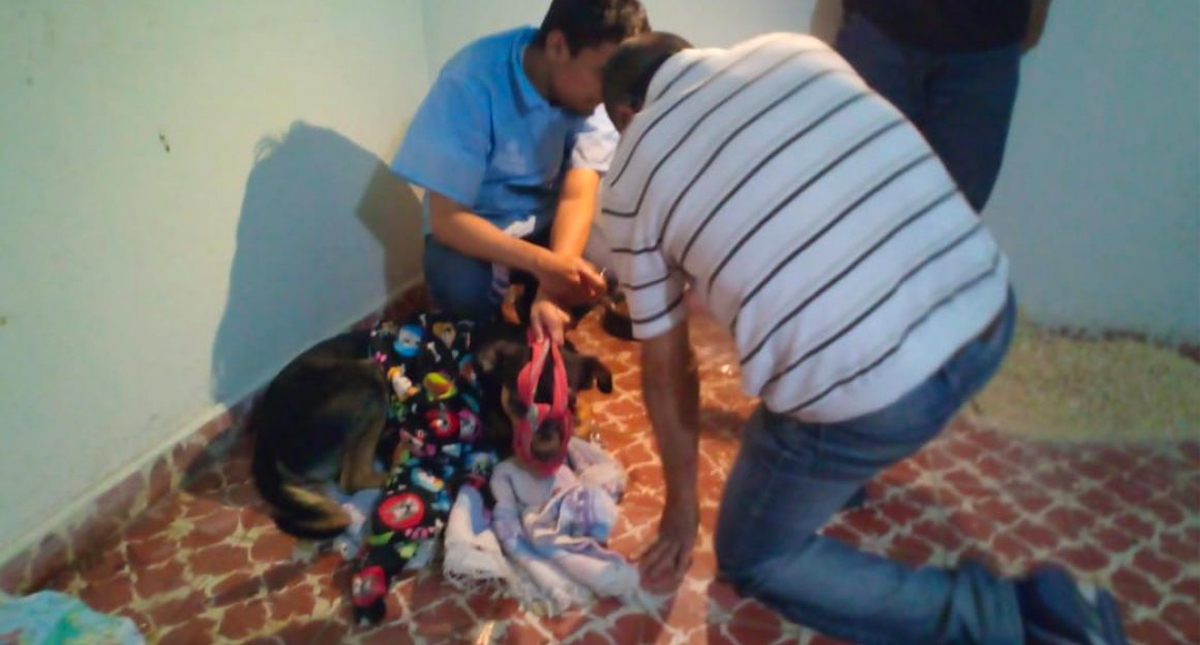 Adolescentes matan a golpes a cachorro en Michoacán