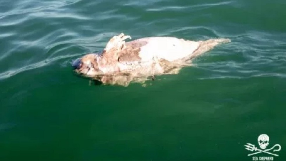 Hallan muerta a vaquita marina - cadaver-de-vaquita-flotando-en-el-alto-golfo-de-mexico