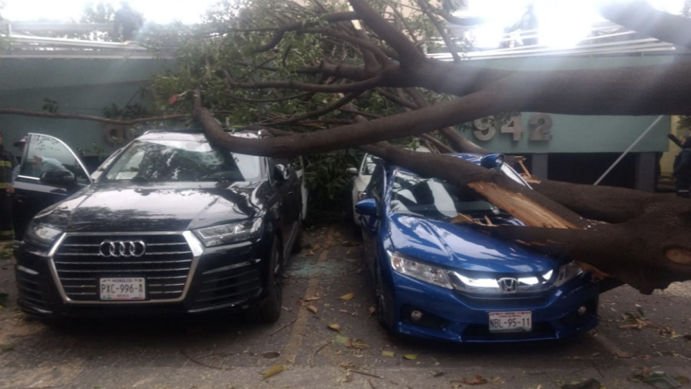 Lluvia ligera y fuerte viento derribaron cinco árboles en la capital