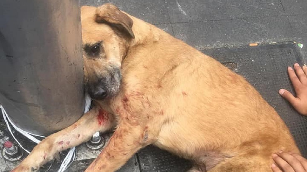 Buscan a empleados de estacionamiento que lanzaron a perros del techo