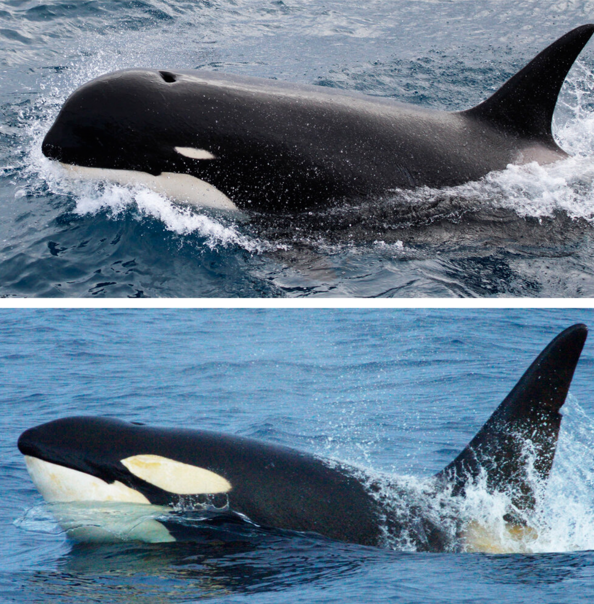 Científicos encuentran una nueva especie de orcas - captura-de-pantalla-2019-03-08-a-las-131614