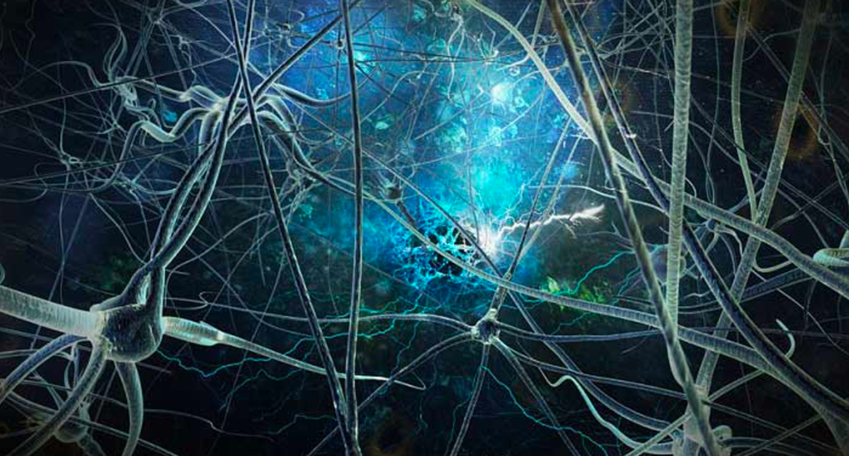 Cerebro sigue generando nuevas neuronas hasta los 90 años: estudio