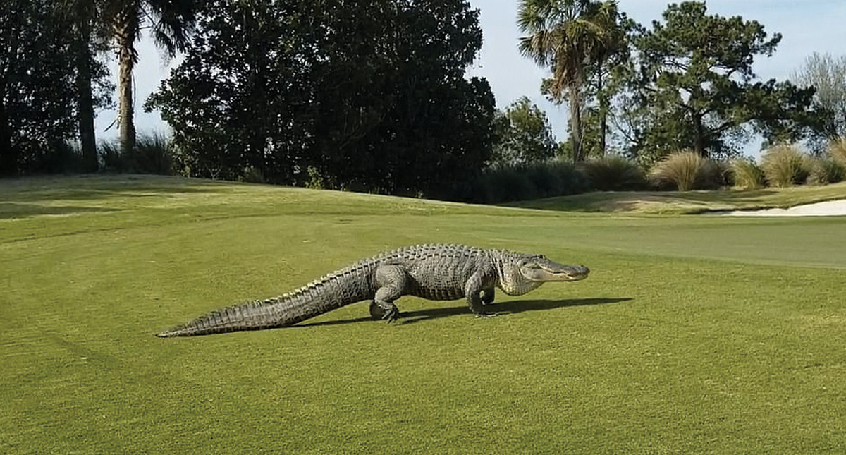 #Video Cocodrilo gigante aparece en campo de golf