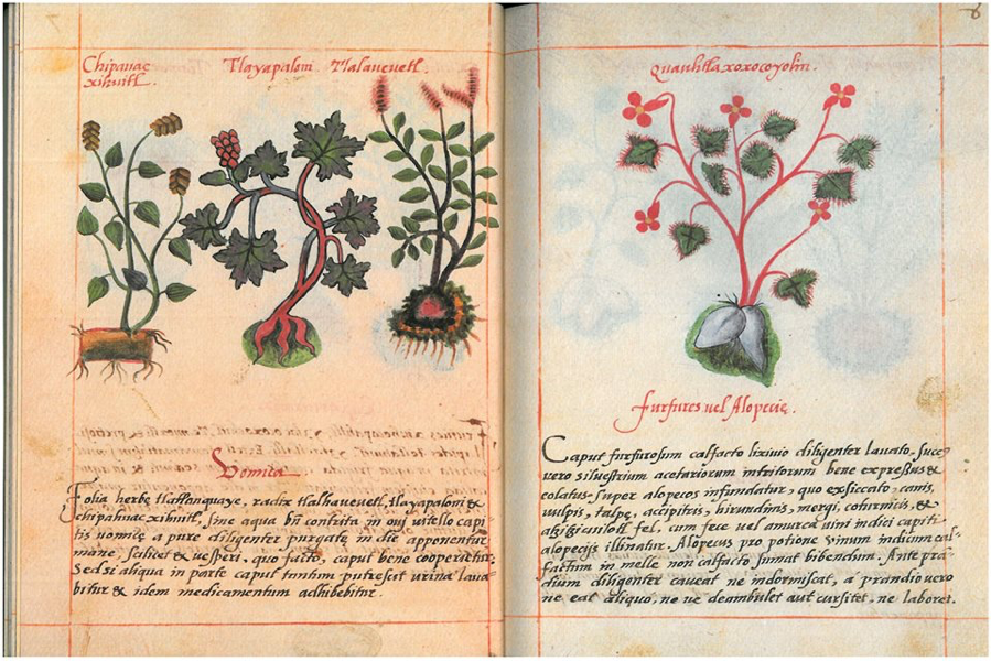 Historia viva: La medicina y la magia entre los nahuas - codice