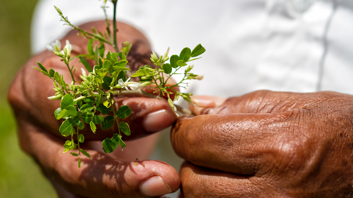 México es el cuarto país más peligroso para los defensores ambientales