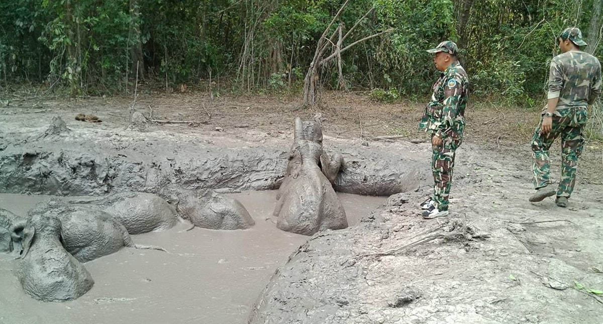 #Video Rescatan a crías de elefante de estanque de lodo en Tailandia - elefantes-bebe-rescatados-tailandia-2