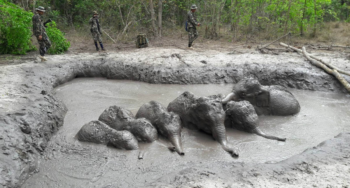 #Video Rescatan a crías de elefante de estanque de lodo en Tailandia