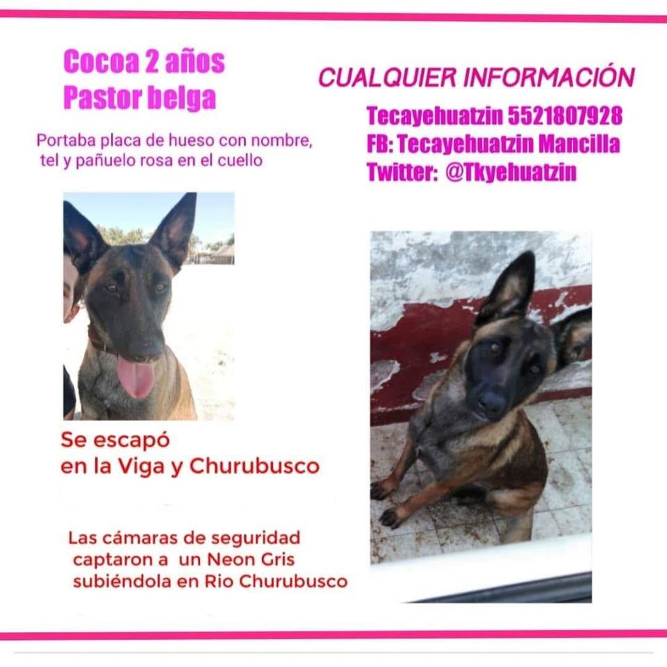 #Video Pareja 'roba' a Pastor Belga en Iztapalapa - ficha-de-busqueda-de-cocoa